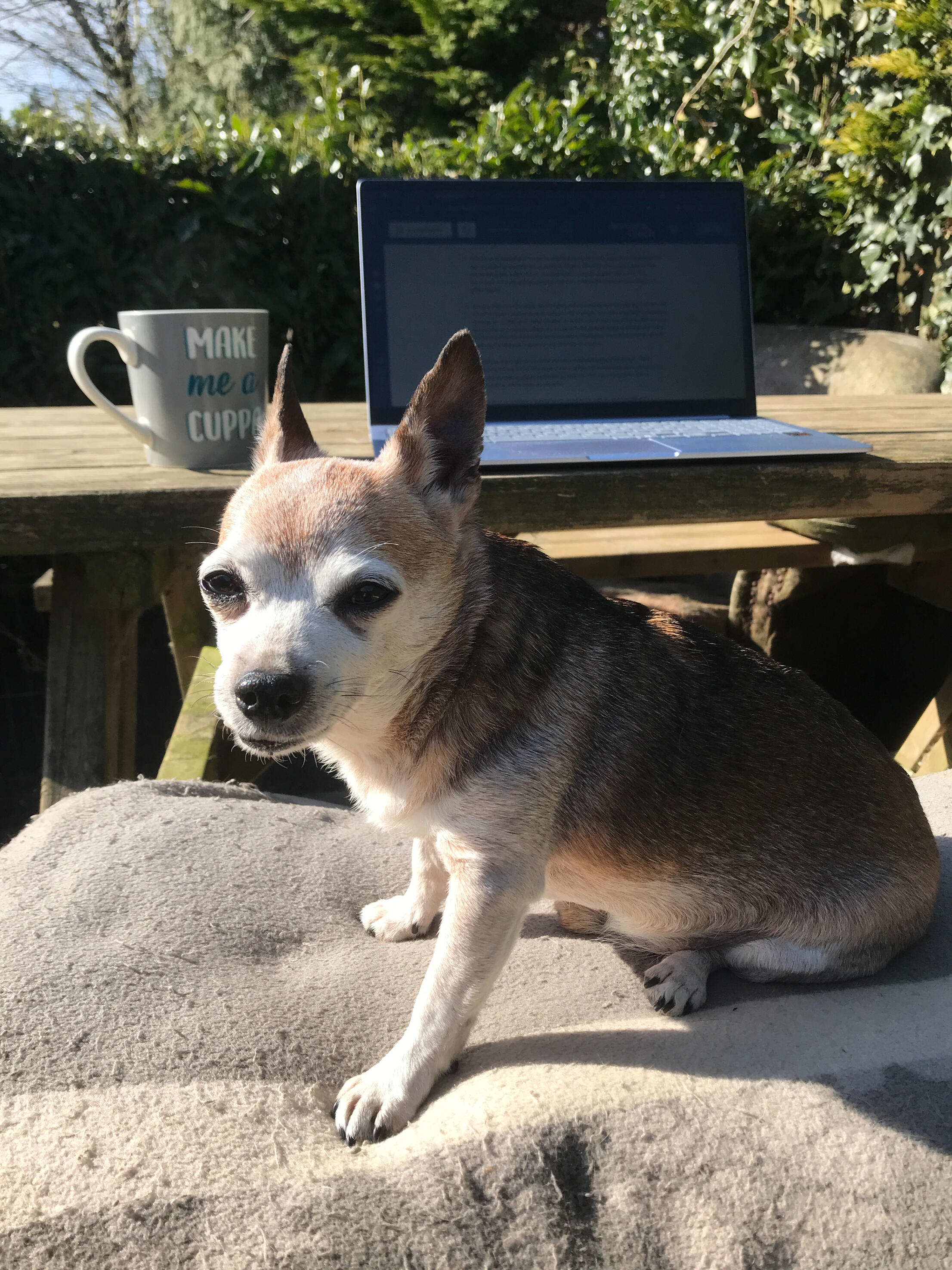 A close up of Larry looking into the camera, sitting on a blanket with a bench behind him. On the bench there is a big mug with 'Make me a cuppa' caption and an open laptop
